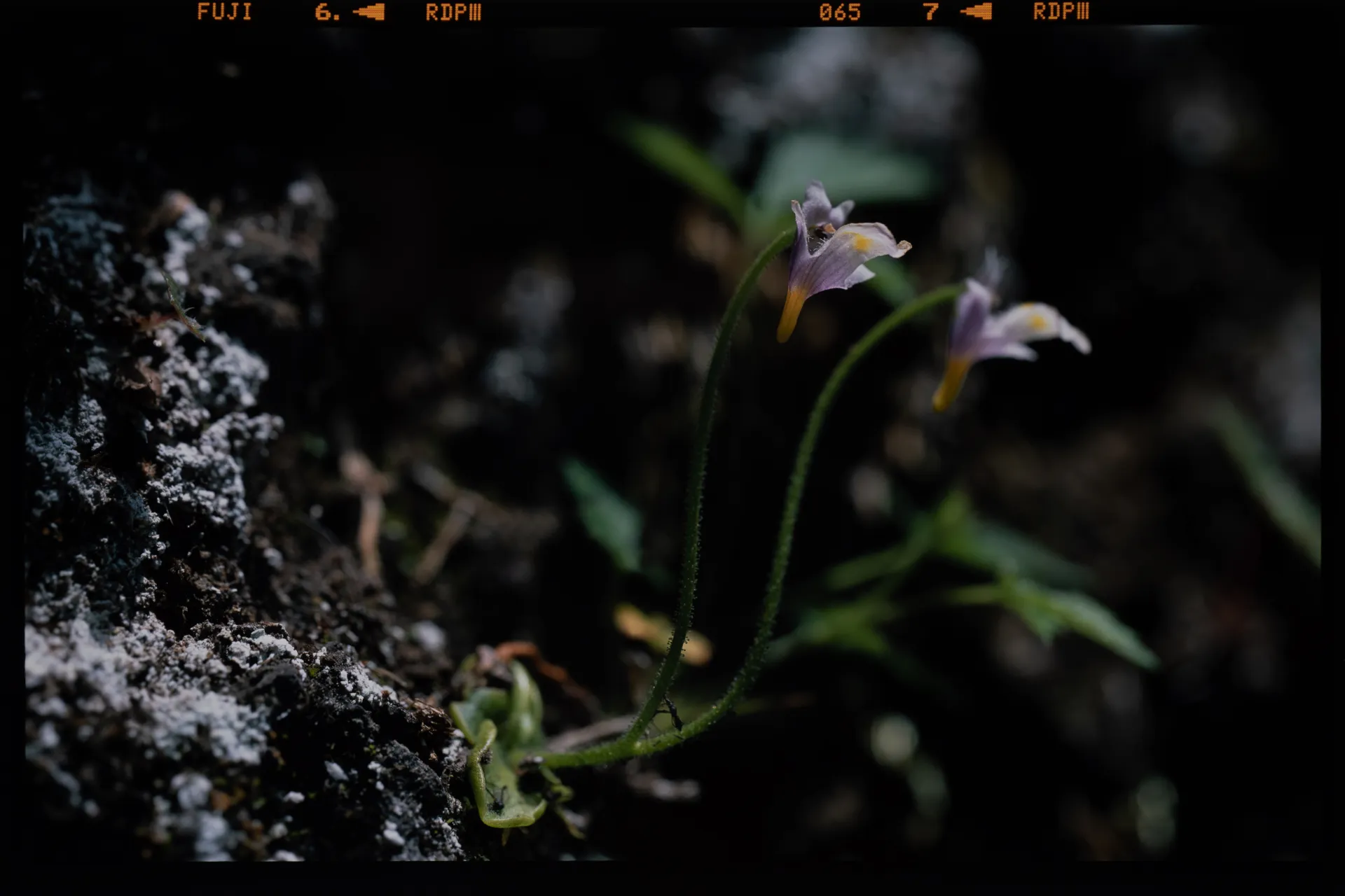 Pinguicula ramosa - 庚申草